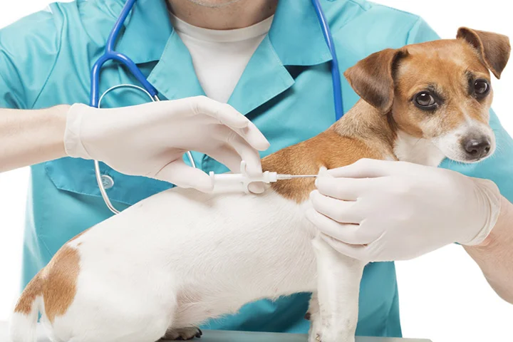 مراقبت های پزشکی حیوانات خانگی در خانه