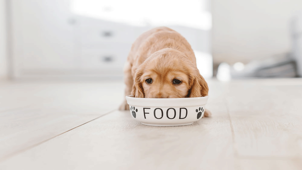 غذای سگ خانگی